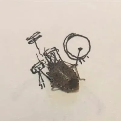 Stink Bug Jazz Band #5