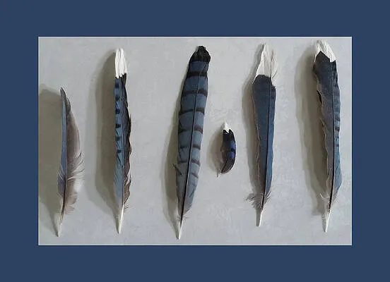 Bluejay Feather Study