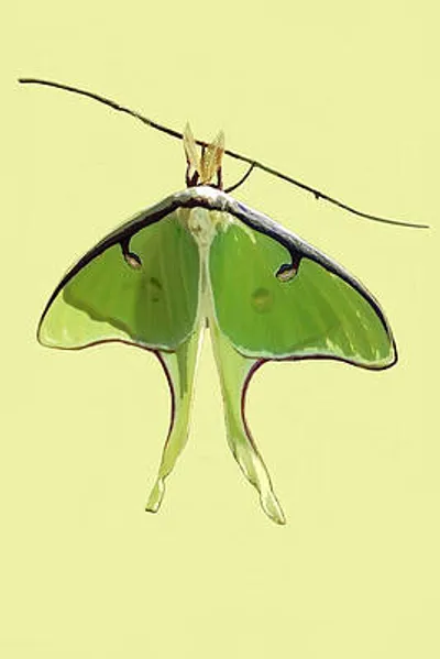 Luna Moth On Yellow