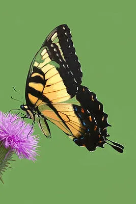 Tiger Swallowtail on Thistle
