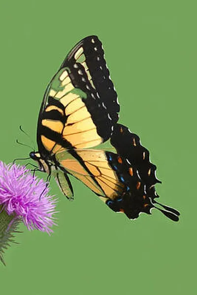 Tiger Swallowtail on Thistle