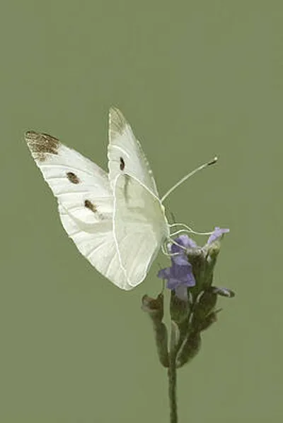 Cabbage Butterfly on Lavendar