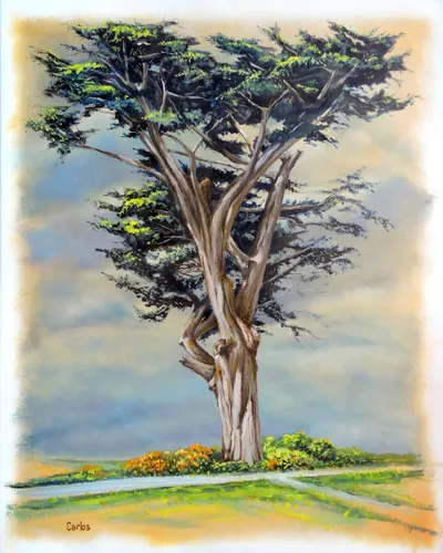 Pacific Grove Cypress