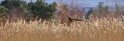 Wetlands Park, Las Vegas, NV