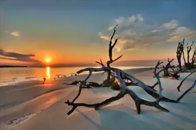 Sunset Driftwood