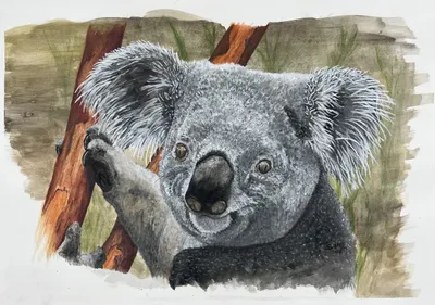 Koala