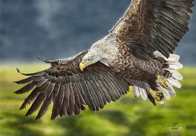 American Eagle-Enduring Freedom