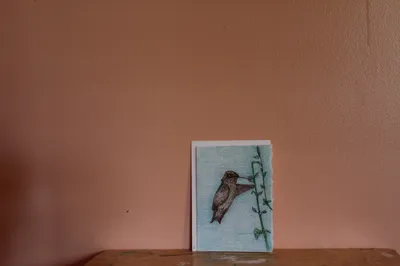 Feeding Humming Bird