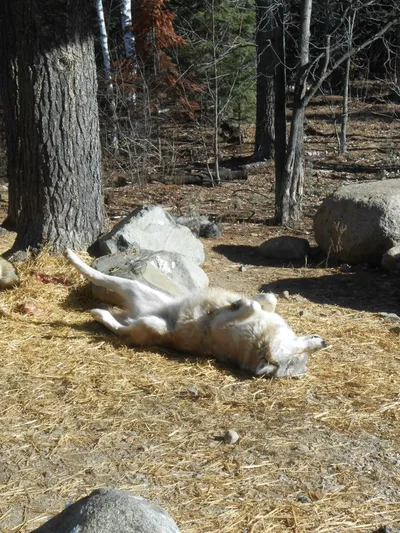 Intl Wolf Center Wolf 2