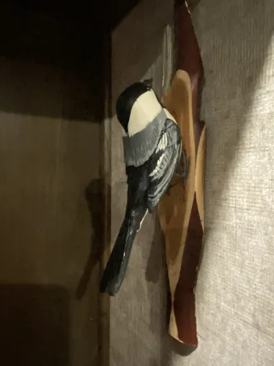 “Black capped chickadee”