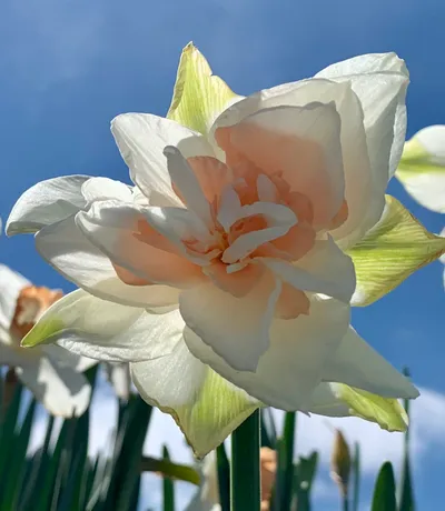 Reaching For The Sky