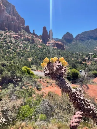 Sedona Cactus Bloom