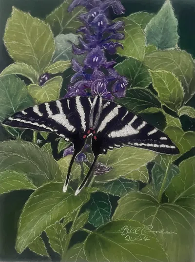 Zebra Swallowtail