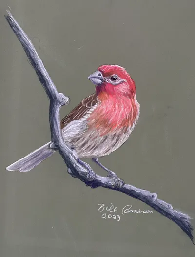 House Finch