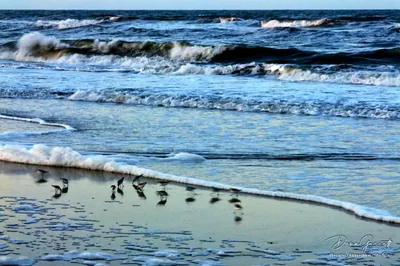 Sandpiper Surf
