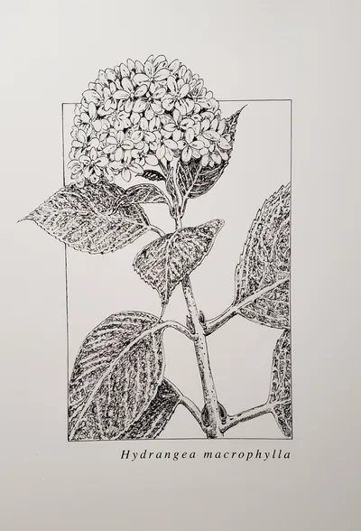 Hydrangea