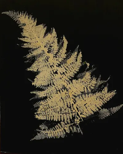 Ferns