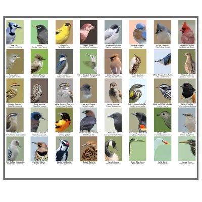North American Birds