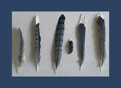 Bluejay Feather Study