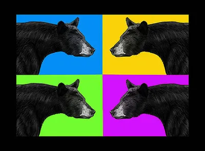 Pop Goes the Black Bear